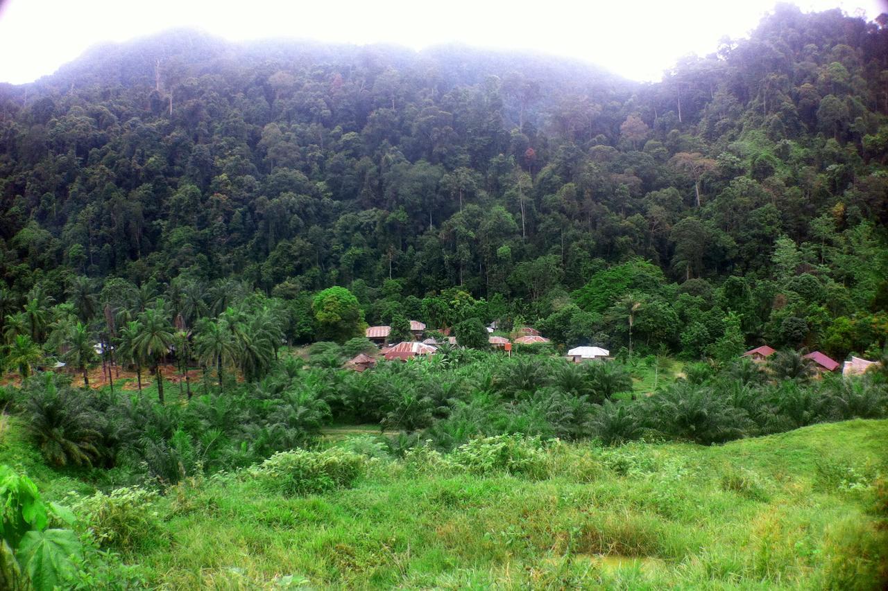 Green Lodge Tangkahan Ngoại thất bức ảnh