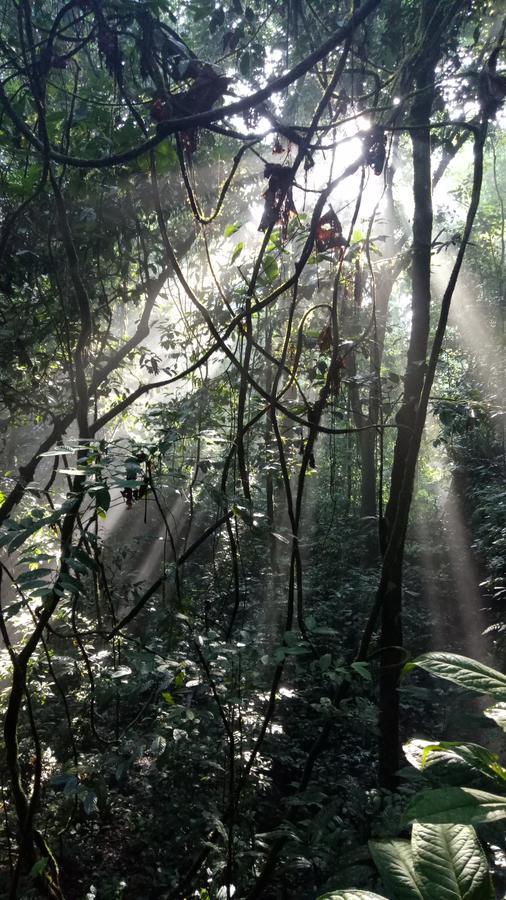 Green Lodge Tangkahan Ngoại thất bức ảnh