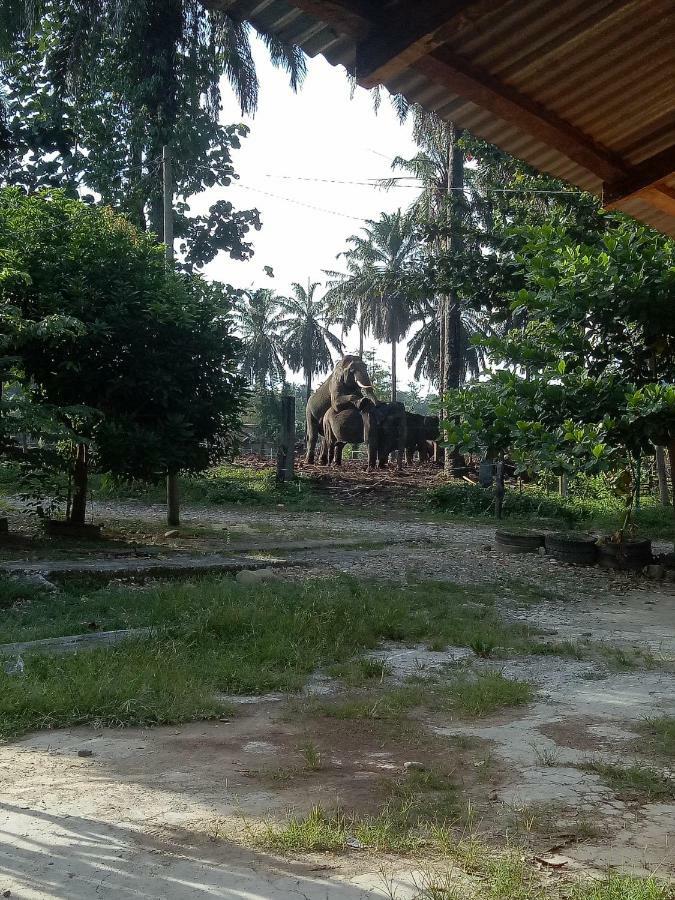 Green Lodge Tangkahan Ngoại thất bức ảnh